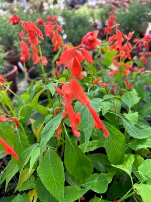 SALVIA splendens Louie's Orange Delight